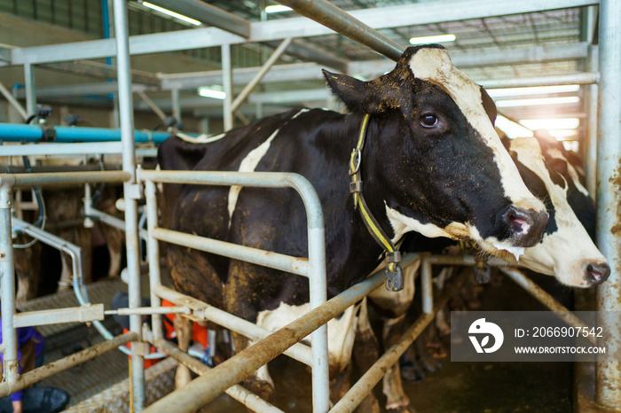 Healthy dairy - milk cows in modern livestock farming.