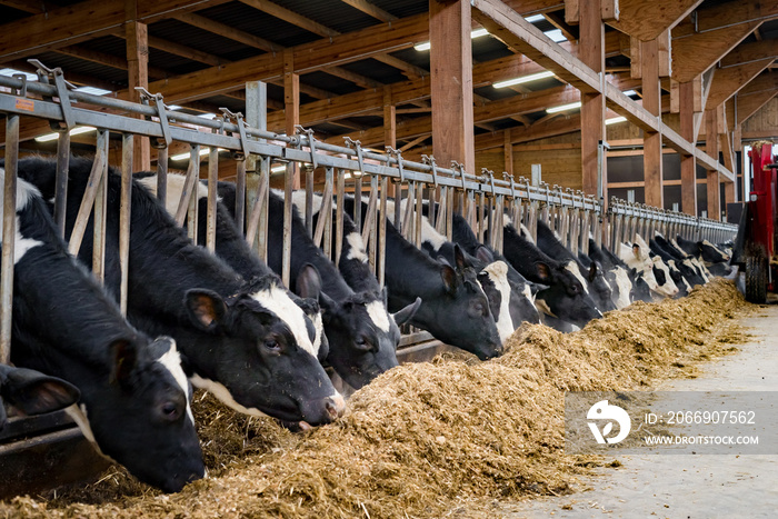 Rinder fressen Silage im modernen Rindviehstall, für Werbung, Marketing und Imagepflege