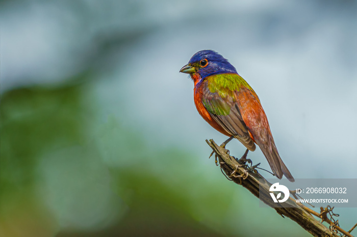 Male Painted Bunting