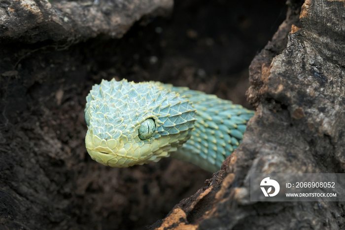 Venomous Bush Viper (Atheris squamigera) Snake in hollow log