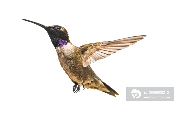 Black-chinned Hummingbird (Archilochus alexandri) Photo, in Flight on a Transparent Background