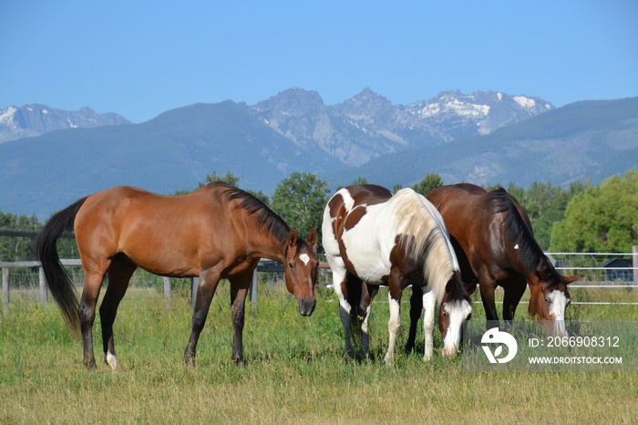 Grazing Herd of Horses with Mountains in Montana