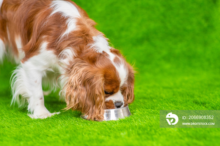 Сavalier King Charles Spaniel dog eats from a bowl on the green grass. Empty space for text