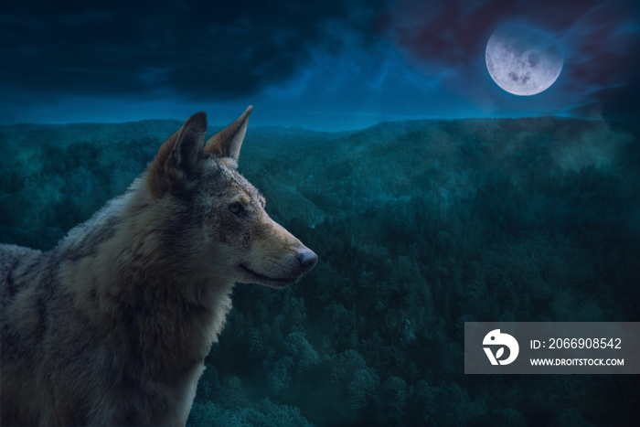 Grey Alpha Wolf During Full Moon Night in the Wilderness.