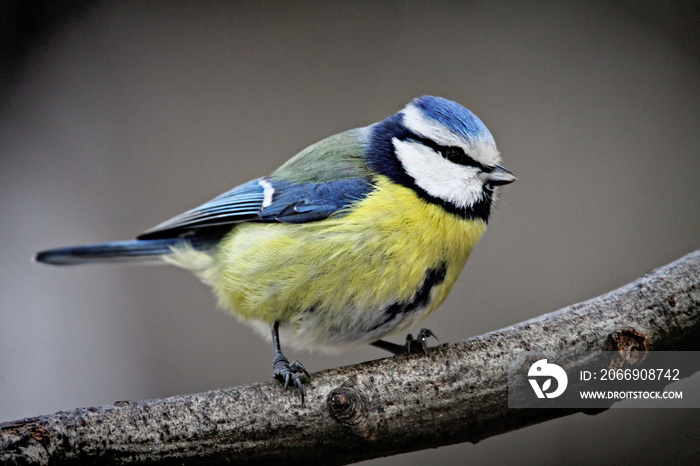 Blue Tit