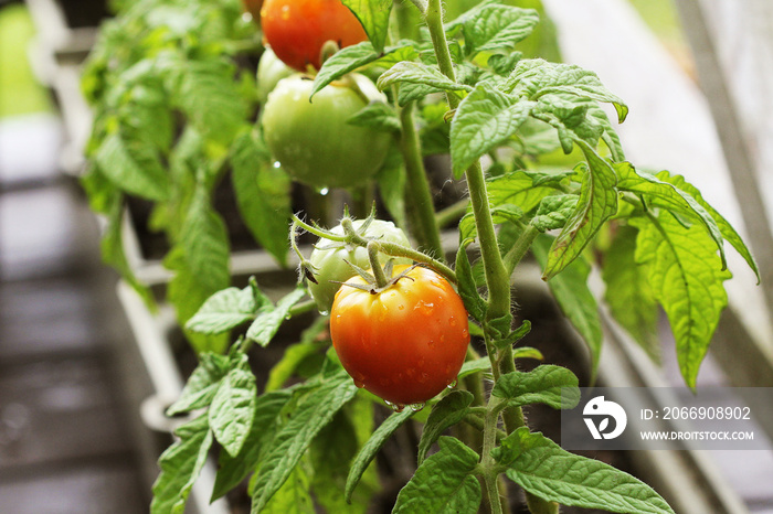 Container vegetables gardening. Vegetable garden on a terrace. Herbs, tomatoes growing in container