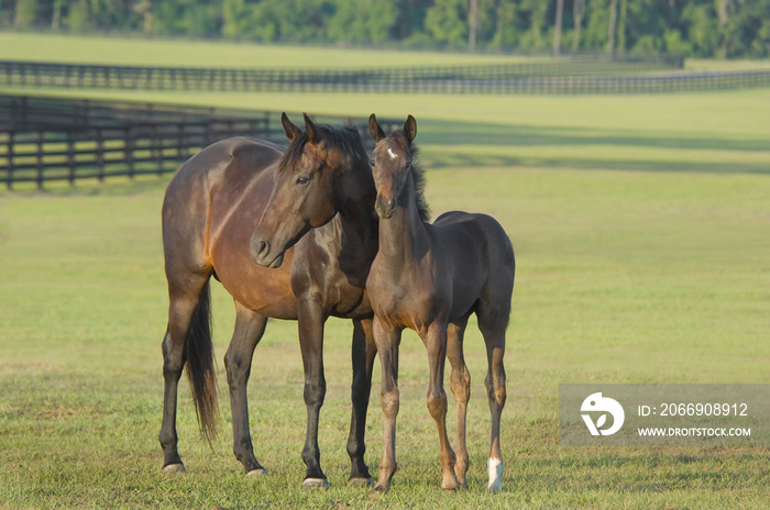 thoroughbred horse mare with foal in large pasture