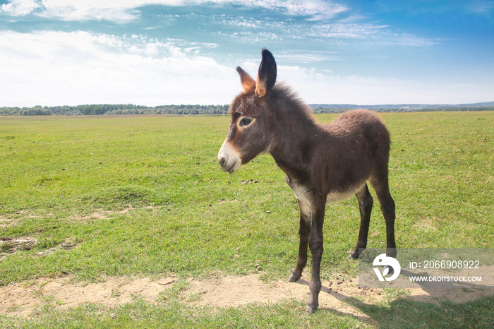 Funny cute brown baby donkey on the spring meadow