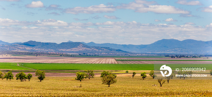 sorghum fields near Quirindi New South Wales