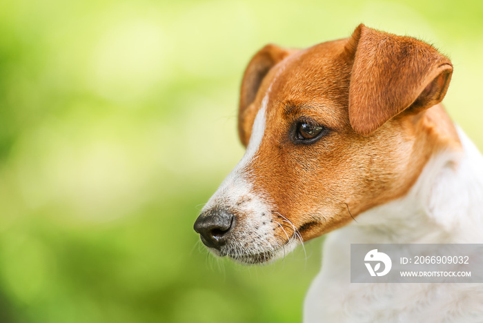 Portrait of a Jack Russel Terrier Dog on green background