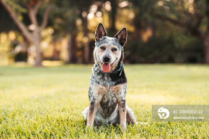 Australian Cattle Dog Blue Heeler sitting in a grassy field at sunset