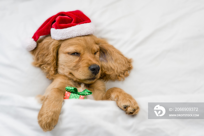 Funny English Cocker spaniel puppy wearing red santa hat sleeps with gift box under white blanket at home. Top down view