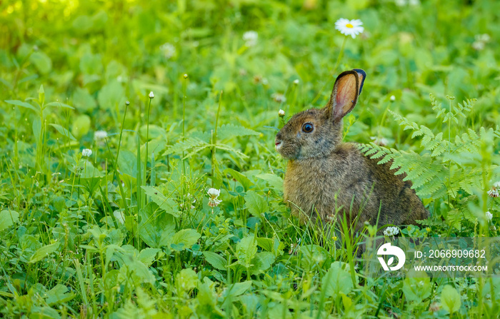 Snowshoe hare in summer time