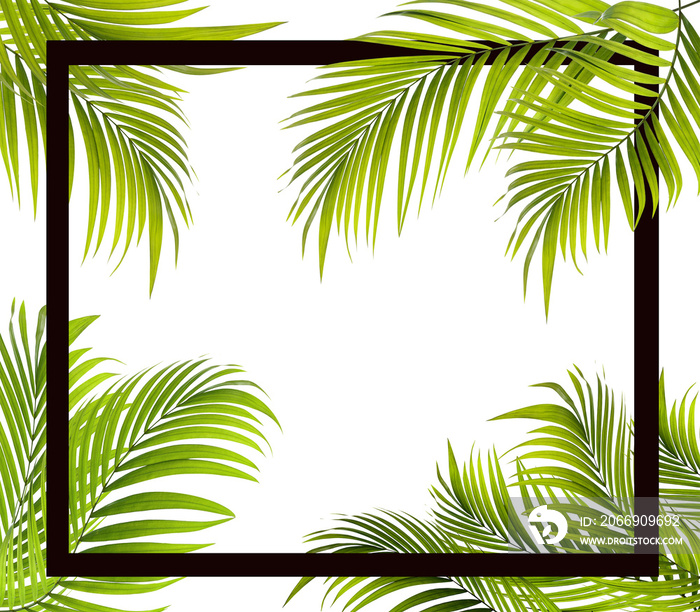 Green leaf of palm tree on transparent background png file