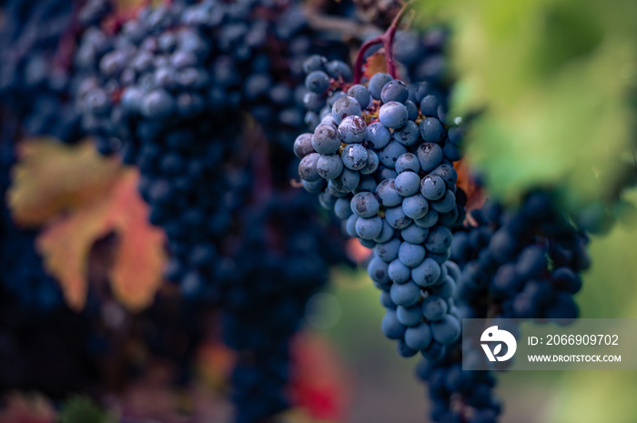 Wine grapes near Toronto, Canada.