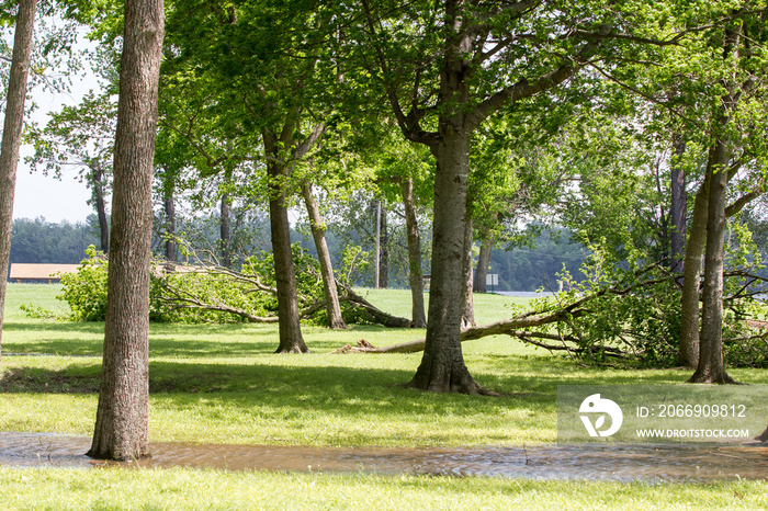 storm damage trees down flooding