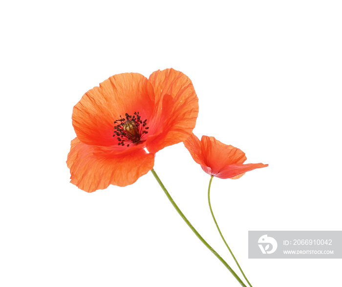 Beautiful red poppy flowers on white background