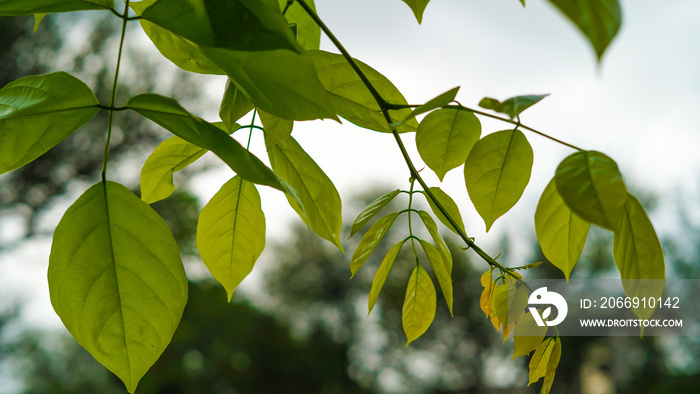 pongamia pinnate tree with fresh leaves. Beautiful shiny leaves of Pongamia Pinnata tree or honge mara during summer season