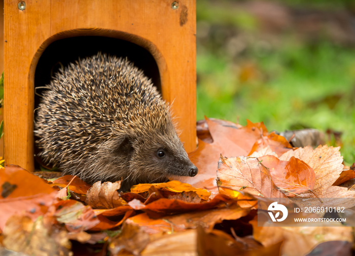 Hedgehog (Scientific name: Erinaceus Europaeus) Wild, native, European hedgehog in Autumn emerging from hedgehog house.  Facing right in colourful Autumn leaves.  Space for copy