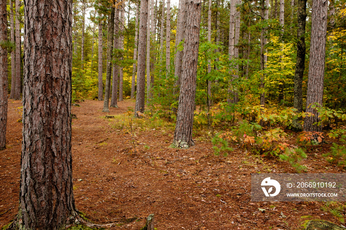 Red pine tree trunks stand as soldiers in the northwoods within the Crystal Muskellunge State Park near Sayner, Wisconsin in early autumn, contrasting with the changing colors