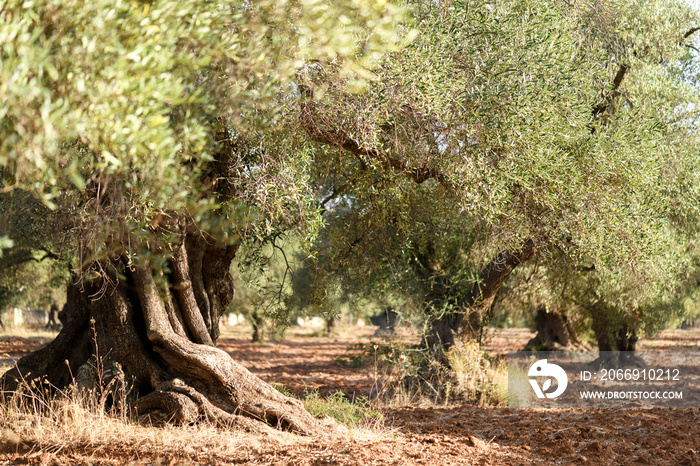 Beautiful old olive trees background from Salento, Puglia. Mediterranean olive field with old olive tree. Traditional plantation in sunny day