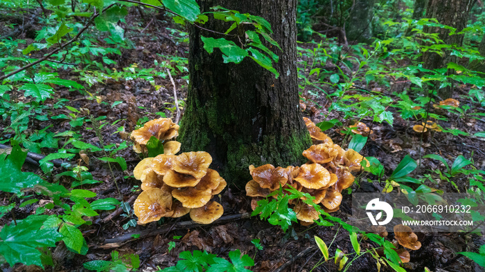 Wild edible honey mushrooms in the wilderness