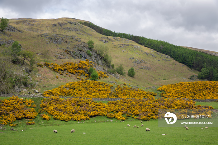 Scottish higlands with yellow gorse bush near Loch Tay and Ben Lawers