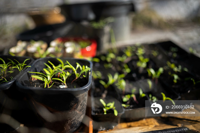 Seeds growing in compost in pot in Australia, green seedlings grow in soil in Hobart Tasmania