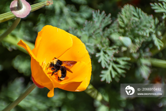 Close up of Bumblebee pollinating a California Poppy (Eschscholzia californica), San Jose, south San Francisco bay, San Jose, California