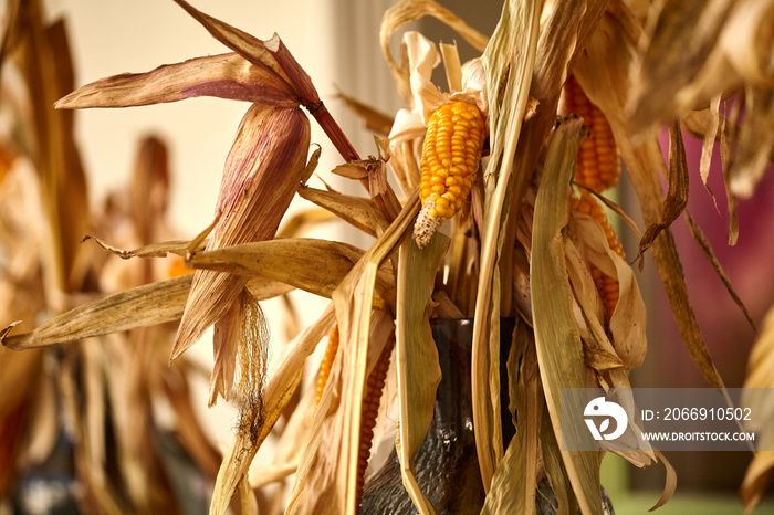 A stylized bouquet of leaves and corn cobs. Dry corn in a glass bottle