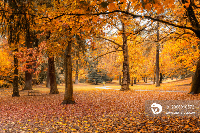 Autumn color in Laurelhurst Park, Portland Oregon