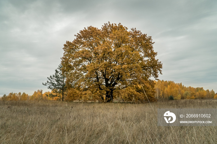 Yellow oak tree in a feild in the fall.