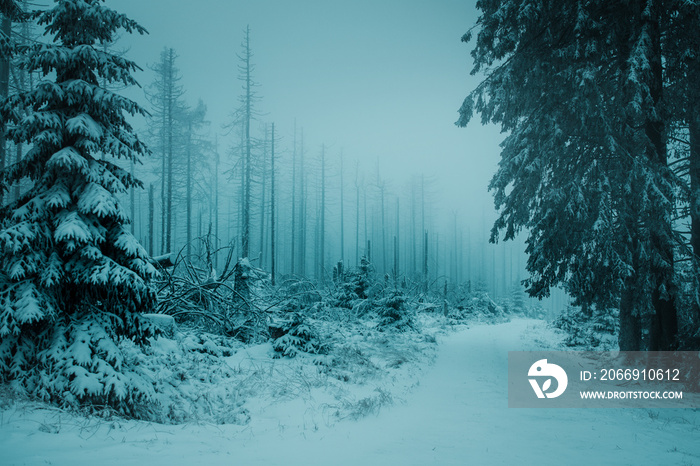 White frozen dark winter pine forest with a mysterious mood and snow nature landscape. Cold nature winter day. Harz Mountain, Harz National Park, Torfhaus, Germany