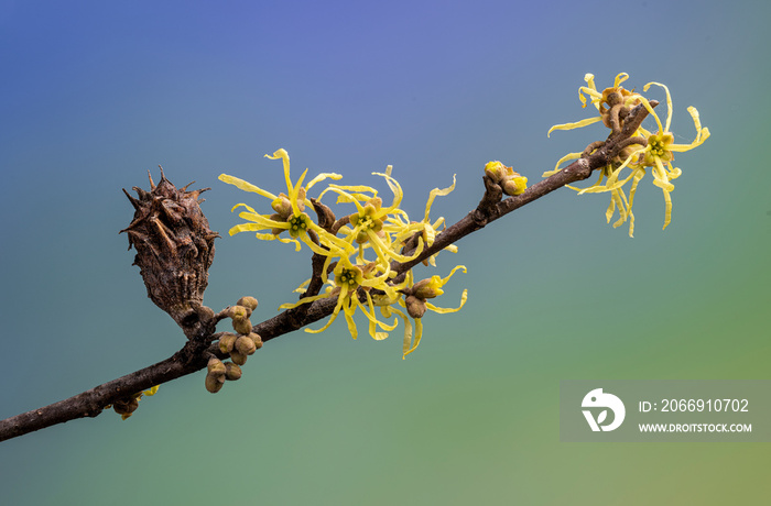 Witch hazel (Hamamelis virginiana) flowers and buds, with one spiny witch hazel bud gall--a growth caused by the witch wazel bud gall aphid, Hamamelistes spinosus. In autumn in central Virginia.