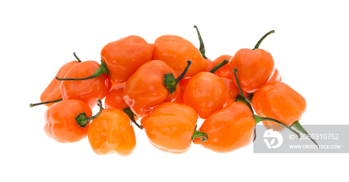 Orange habanero peppers isolated on a white background side view.