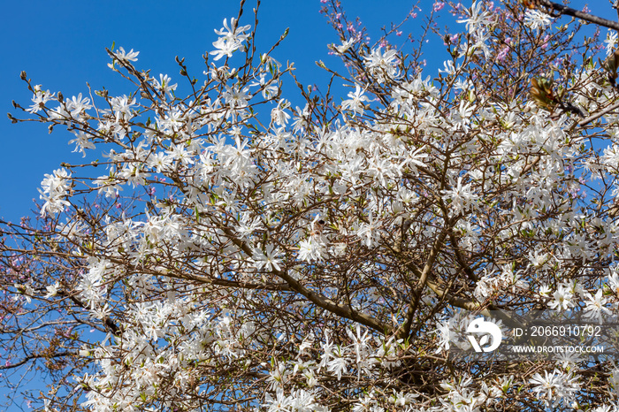Star magnolia (Magnolia Stellata) a winter spring white flower shrub or small tree