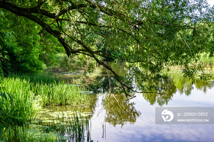 Beautiful grass swamp reed growing on shore reservoir in countryside