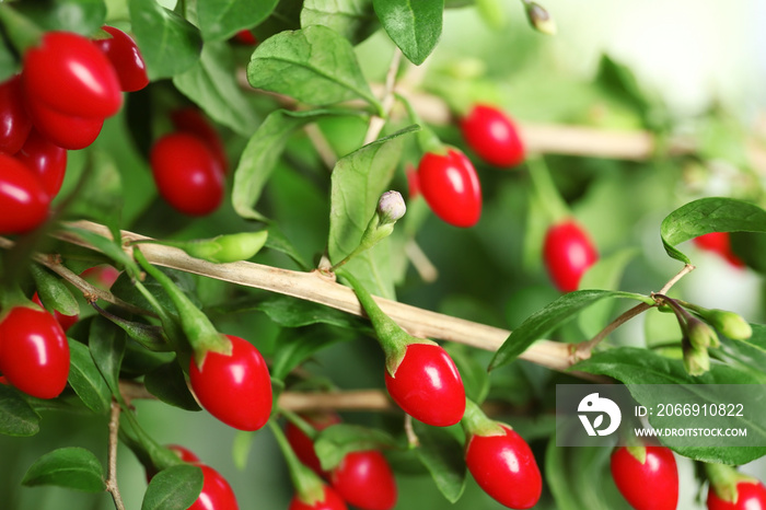 Ripe goji berries on bush, closeup