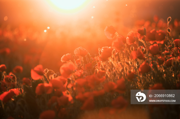 Beautiful field of red poppies in the sunset light.