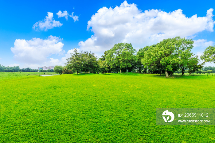 Green grass and trees in spring season.