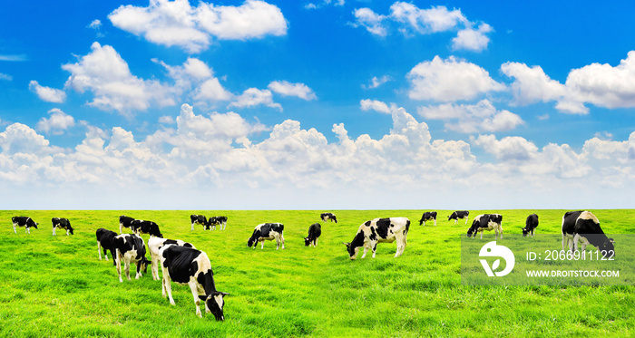 Cows on a green field and blue sky.