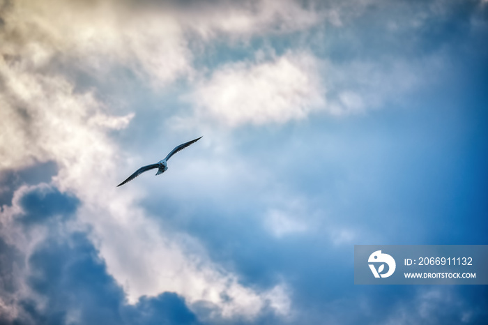 Seagull flying and hovering against a moody dramatic cloudy sky background