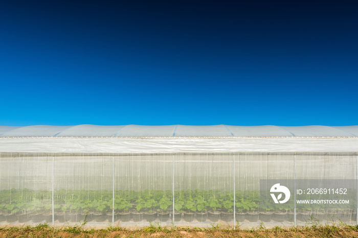 High tunnel greenhouse, Melon plantaion farming