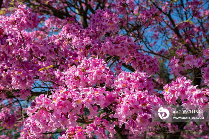 Sunny view of the beautiful Silk Floss Tree blossom at Descanso Garden