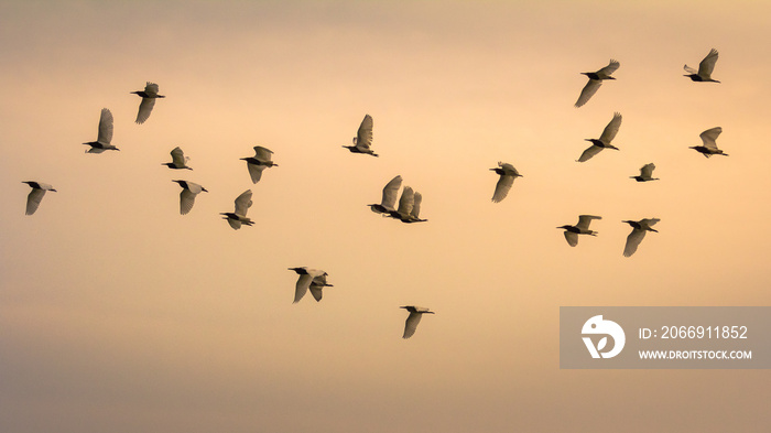 A flock of seagulls in the sky at sunset