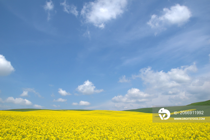 Blooming canola field. Rape on the field in summer. Bright Yellow rapeseed oil. Flowering rapeseed. with blue sky and clouds