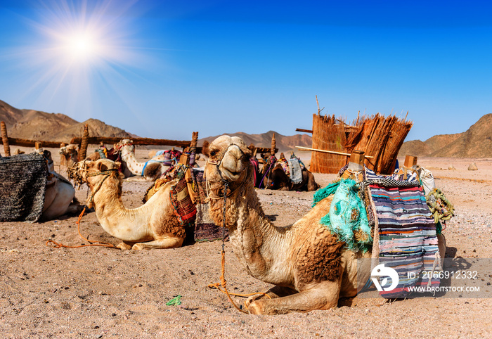 camels rest in the desert