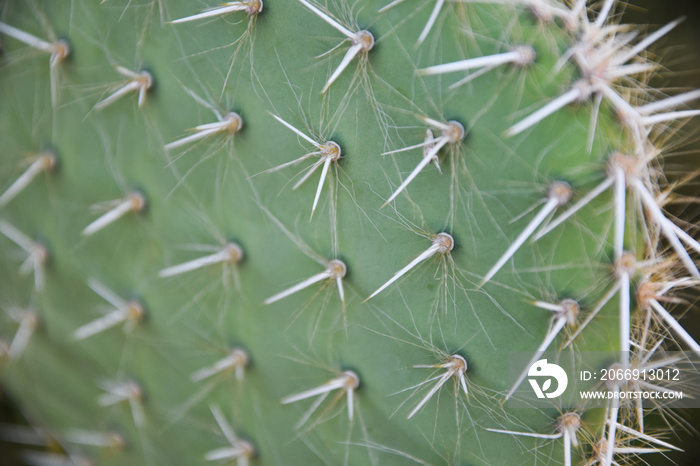 green cactus with needles in the desert