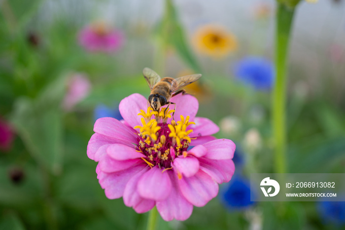 bee on flower