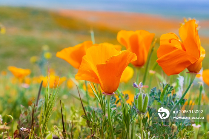 Close up of California Poppies (Eschscholzia californica) during peak blooming time, Antelope Valley California Poppy Reserve